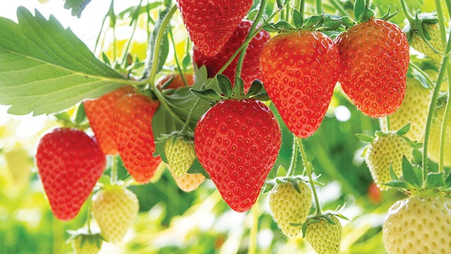 Manfaat Buah Strawberry untuk Kesehatan